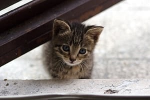 Image shows a cute kitten looking at the camera.