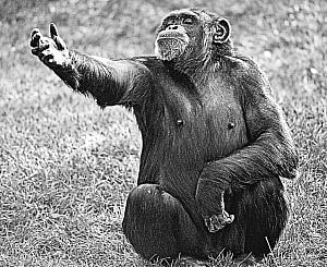 image shows a chimp