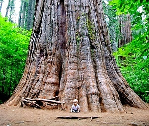 image shows a baby sitting at the foot of a huge tree
