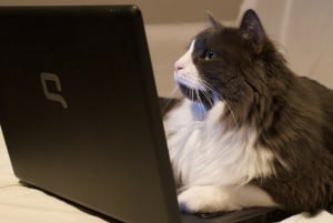 Image shows a cat who appears to be reading a laptop screen. 