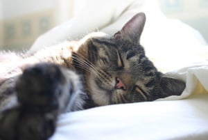 Image shows a tabby cat asleep on white sheets.