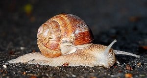 Image shows a snail. 