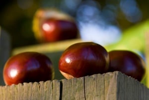 Image shows conkers sitting on a table.