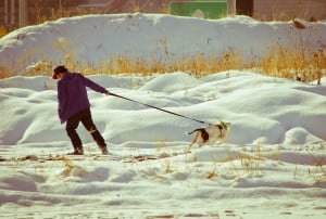 Image shows a man walking a dog. They are both trying to walk in opposite directions.