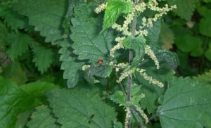 Image shows a stinging nettle with a ladybird sitting on it.