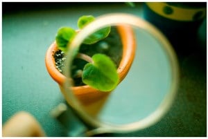 Image shows someone magnifying part of a plant with a magnifying glass.