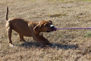 Image shows a puppy tugging on its lead.