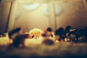 Image shows chicks in a hatchery.