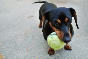 Image shows a dog with a tennis ball in its mouth.