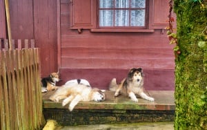 Image shows three dogs sitting on a porch. 