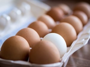 Image shows a single white egg in a box of brown eggs. 