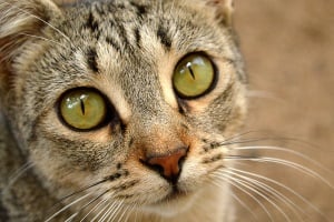 image shows a cat's face