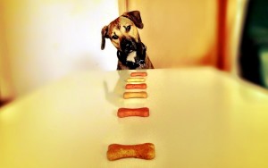 Image shows a dog looking at a row of bone-shaped treats.