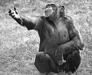 image shows a chimp