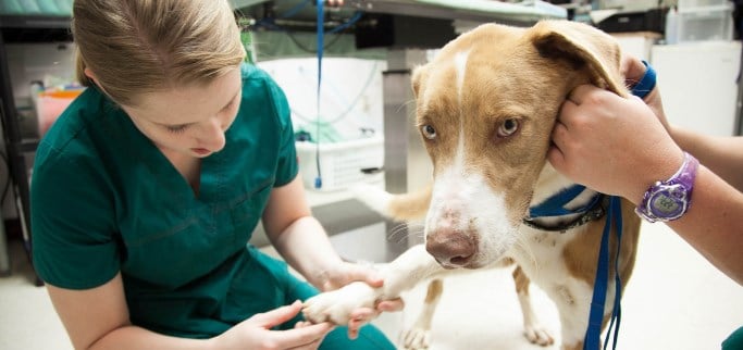 Are you thinking of studying Veterinary Medicine? - Oxford Royale Academy