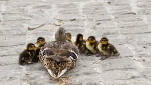 Image shows a duck with her ducklings.