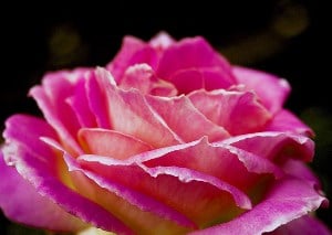 Image shows a rose blooming.