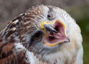 Image shows a hawk screeching.