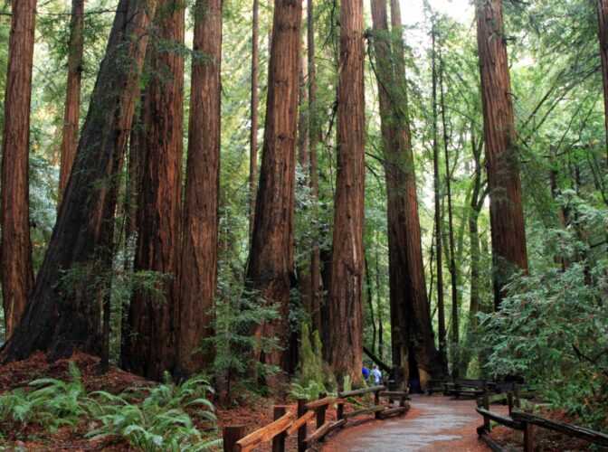 Berkeley summer school: historic redwoods
